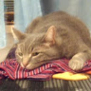 Meet your Posher, Nick